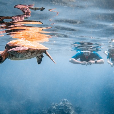 a flock of seagulls flying over a body of water