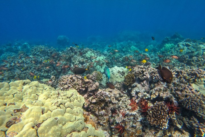 underwater view of a large rock