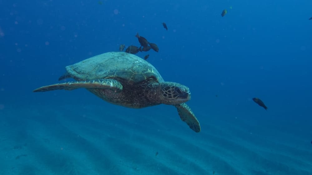 Sea-Turtle-getting-cleaned Hawaiian Green Sea Turtle