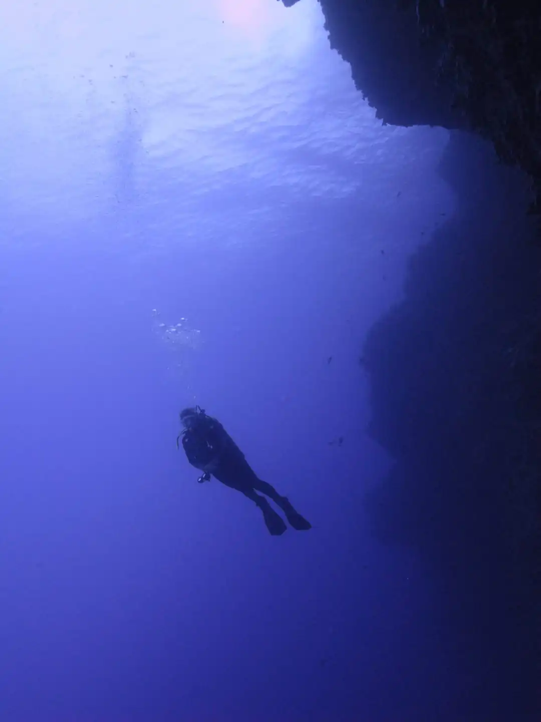 a bird swimming in water