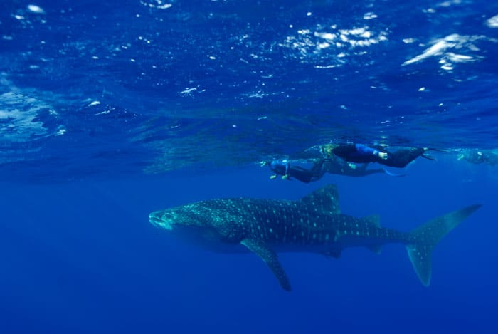 whaleshark a fish swimming under water