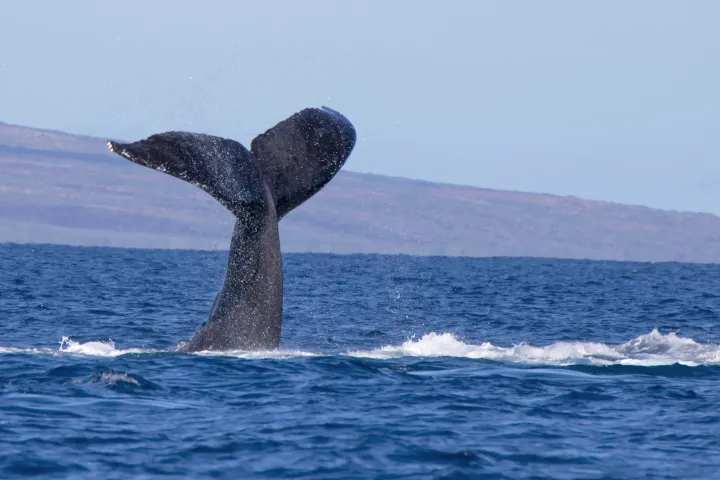 a whale jumping out of the water
