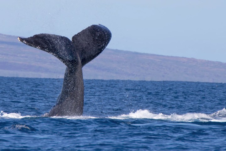Whale Tail In The Water