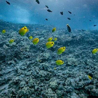 a bird flying over the water
