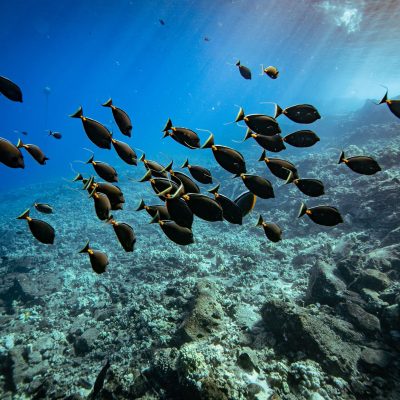 a flock of birds flying over a body of water