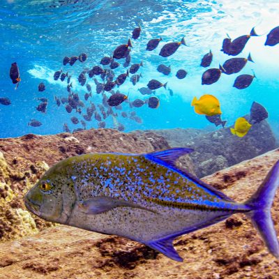 a group of fish in the water