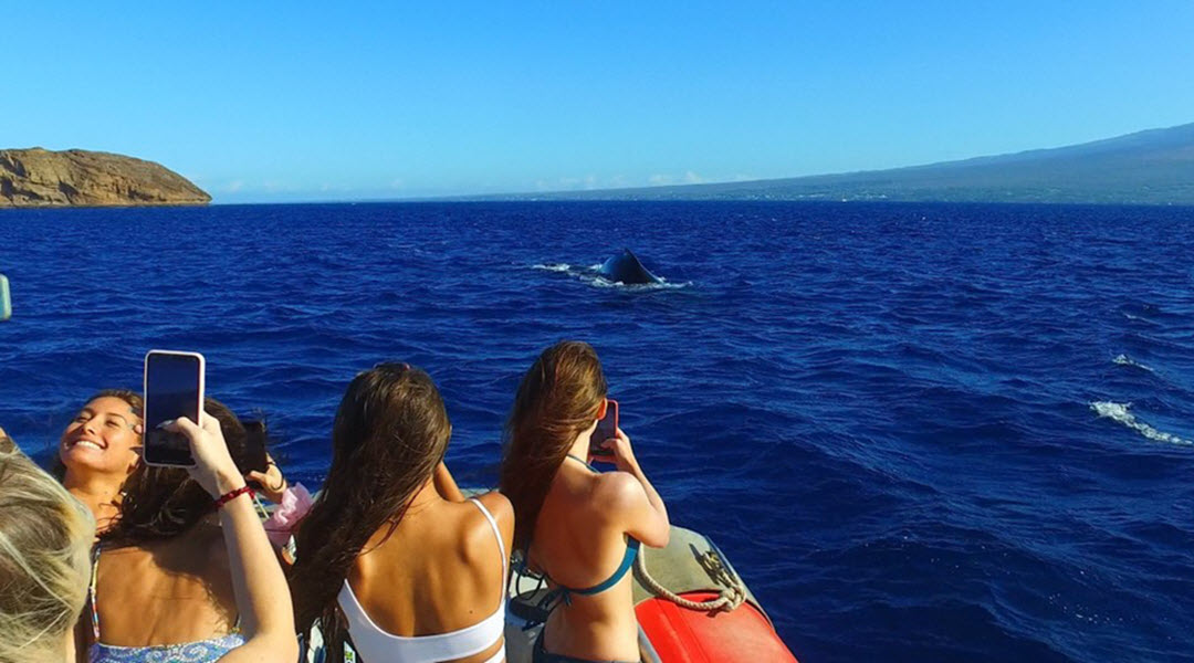 Boat-based Whale Watching