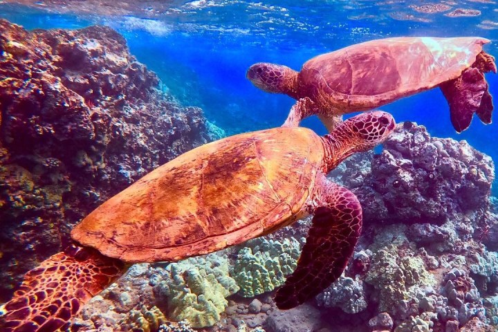 a turtle swimming under water