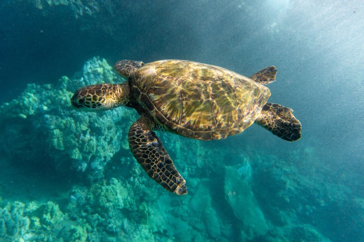 a turtle swimming under water