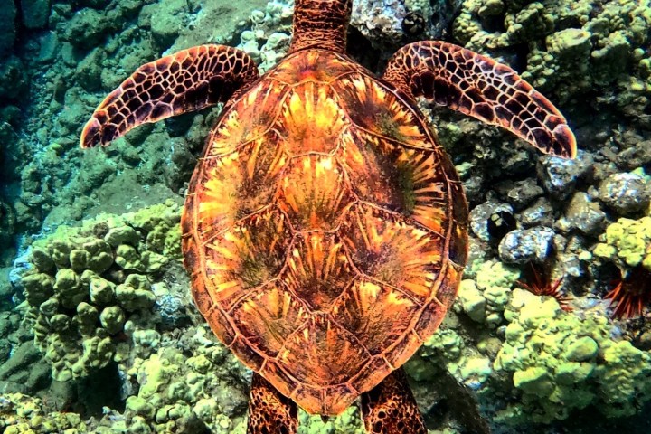 a turtle swimming under water