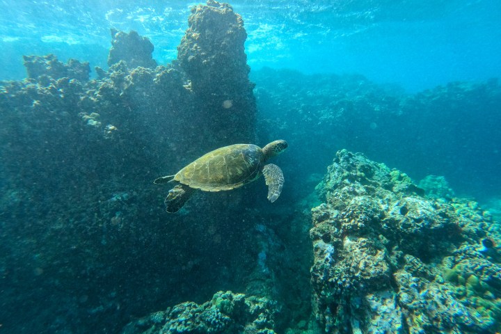 a turtle swimming under water