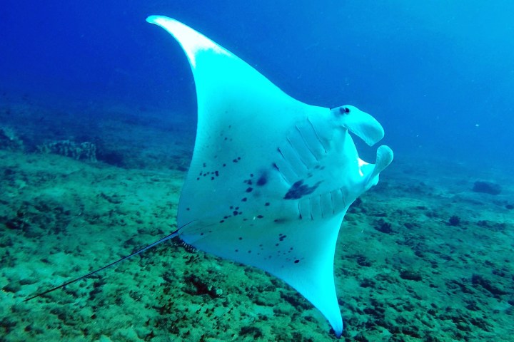 a fish swimming under water