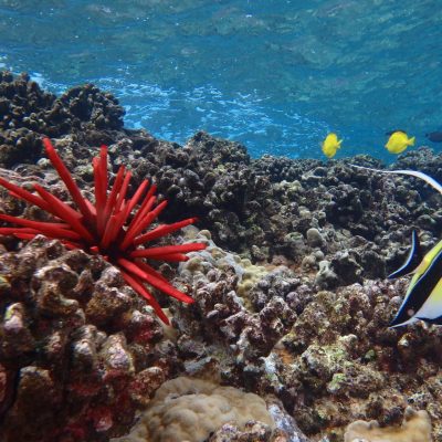 underwater view of a coral