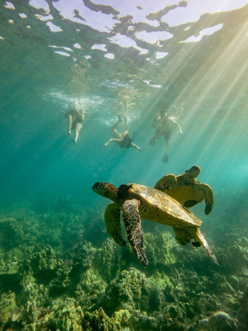 a turtle swimming under water