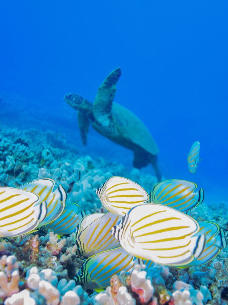 a group of fish in the water
