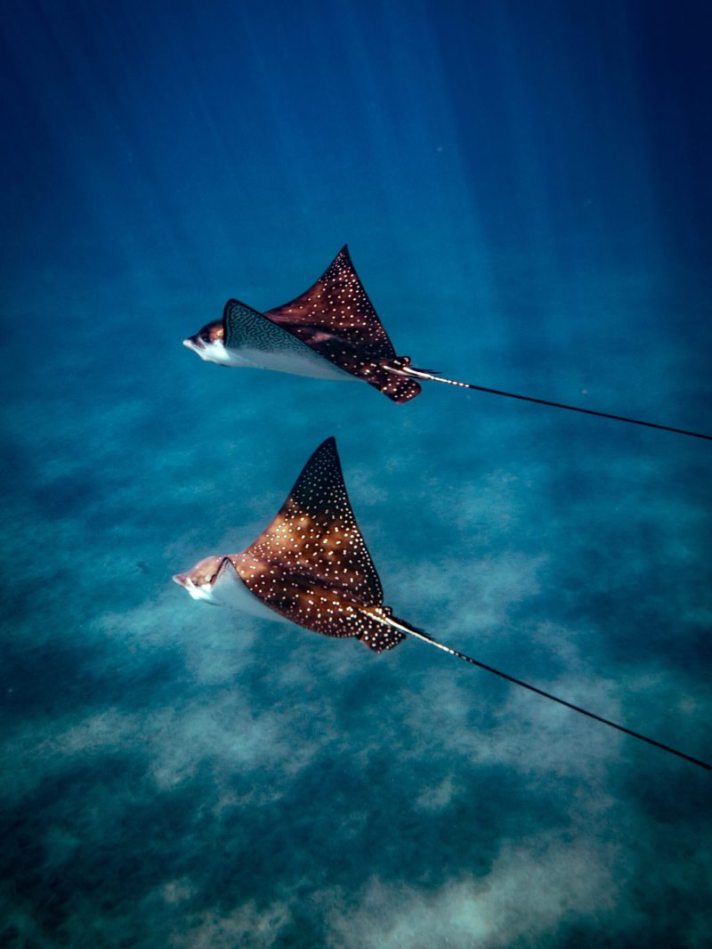 a fish swimming under water
