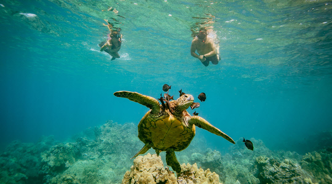 Turtle Town Snorkeling