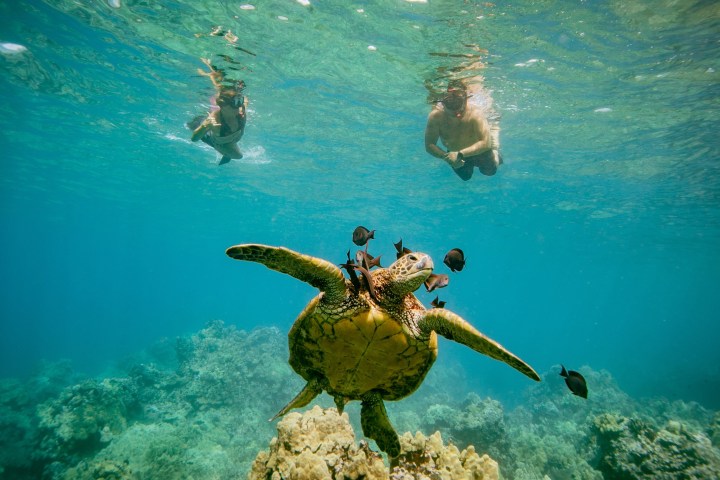 a turtle swimming under water