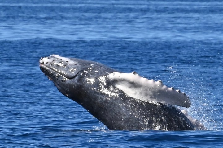 Humpback whale breaching out of the ocean against a blue sky background.