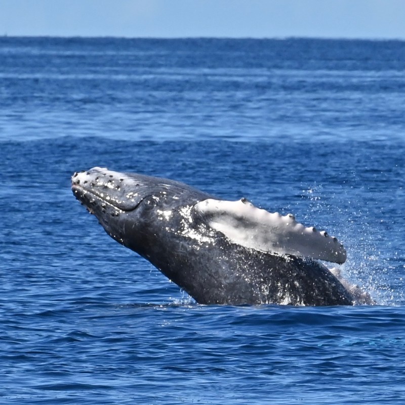 Humpback whale breaching out of the ocean against a blue sky background.