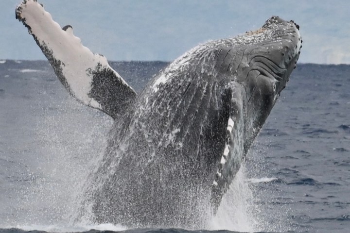 Humpback whale breaching water with outstretched fins against a distant mountain backdrop.