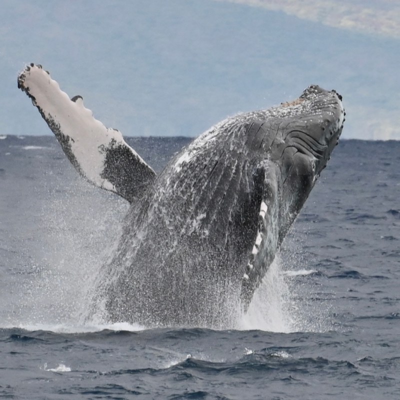 Humpback whale breaching water with outstretched fins against a distant mountain backdrop.