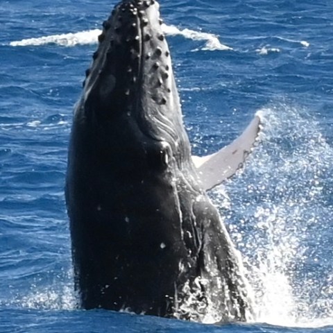 Humpback whale breaching out of the ocean water with splashes around.