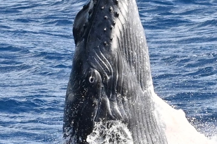 Humpback whale head breaching the surface of blue ocean waves