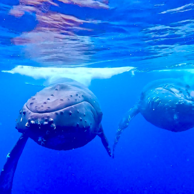 Two whales swimming side by side underwater in clear blue ocean.