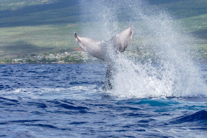 Whale tail splashing in ocean near shore with distant green hills visible.