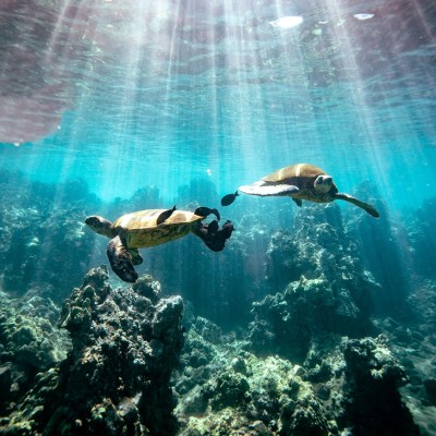 Two sea turtles swimming under sunlight in clear ocean water above coral reefs.