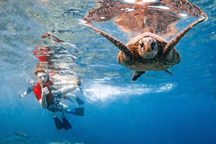 Snorkeler in red shirt giving thumbs up near a swimming sea turtle underwater.