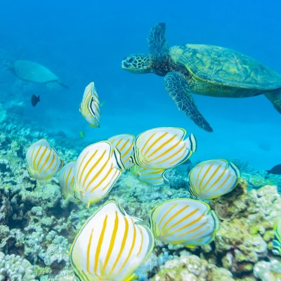 Sea turtle swimming near striped fish over coral reef in clear blue water.