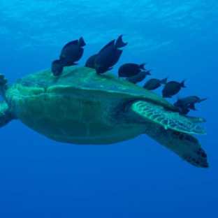 a turtle swimming under water