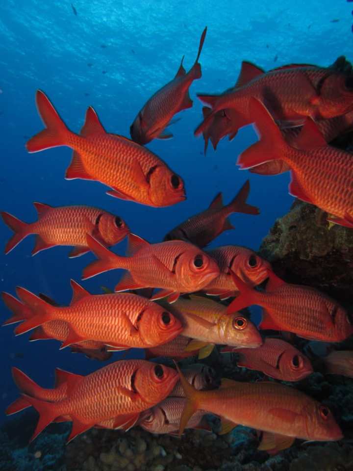 a group of fish in the water