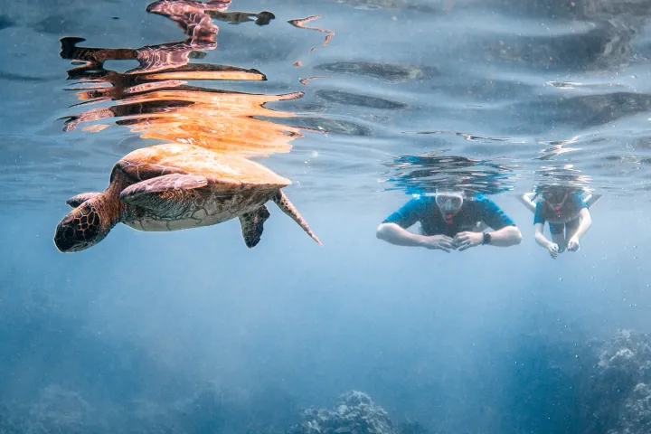 a flock of seagulls flying over a body of water