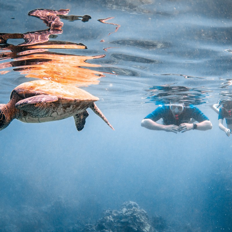 a flock of seagulls flying over a body of water