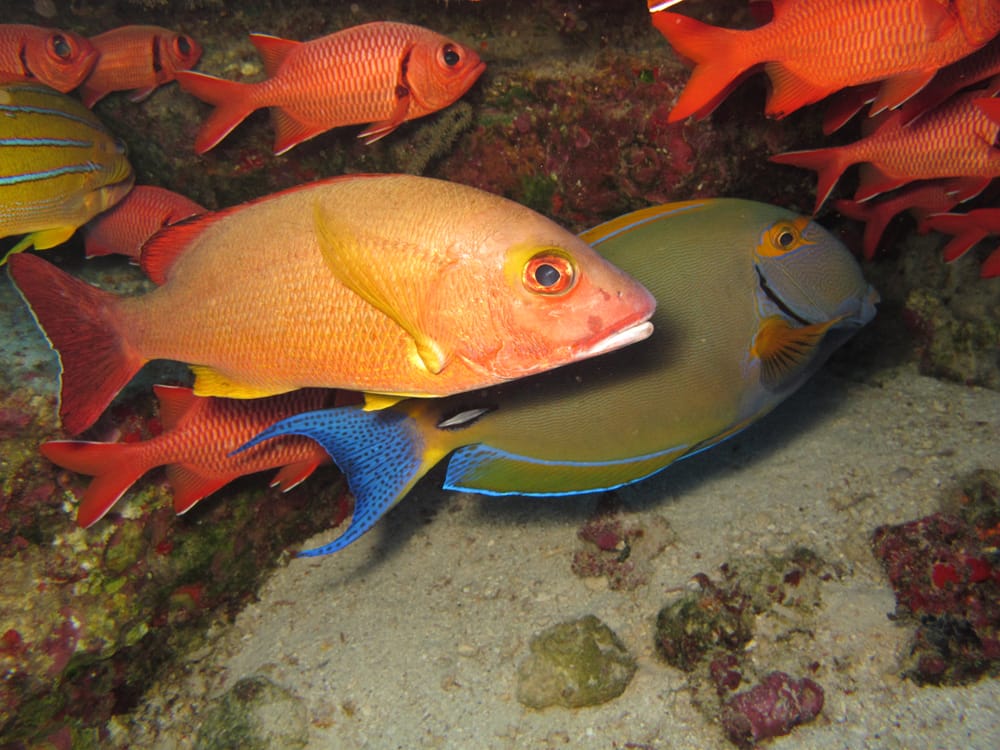 Molokini Reef’s End