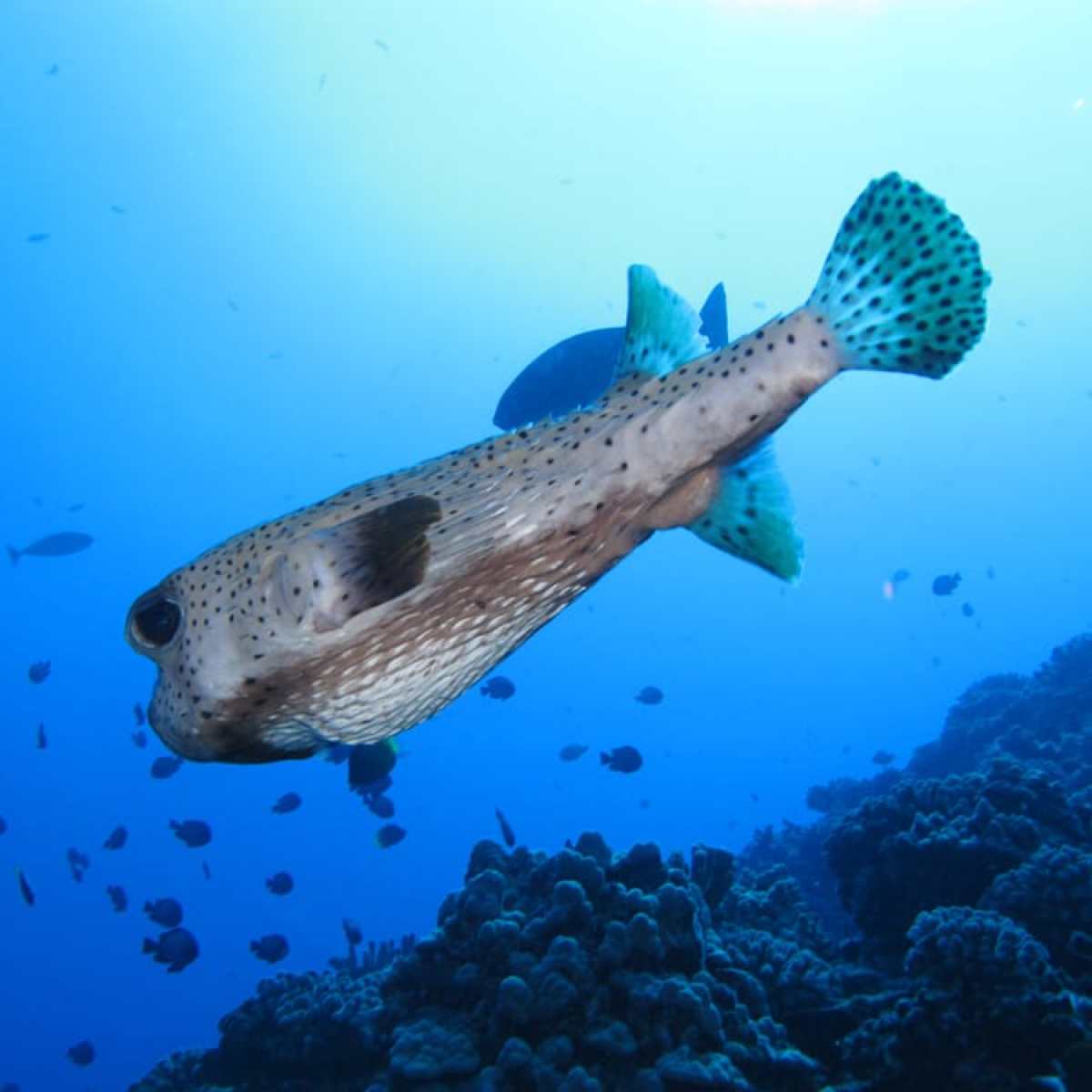 Molokini Enenu'i
