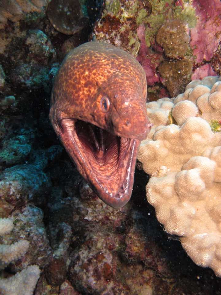 a close up of a fish