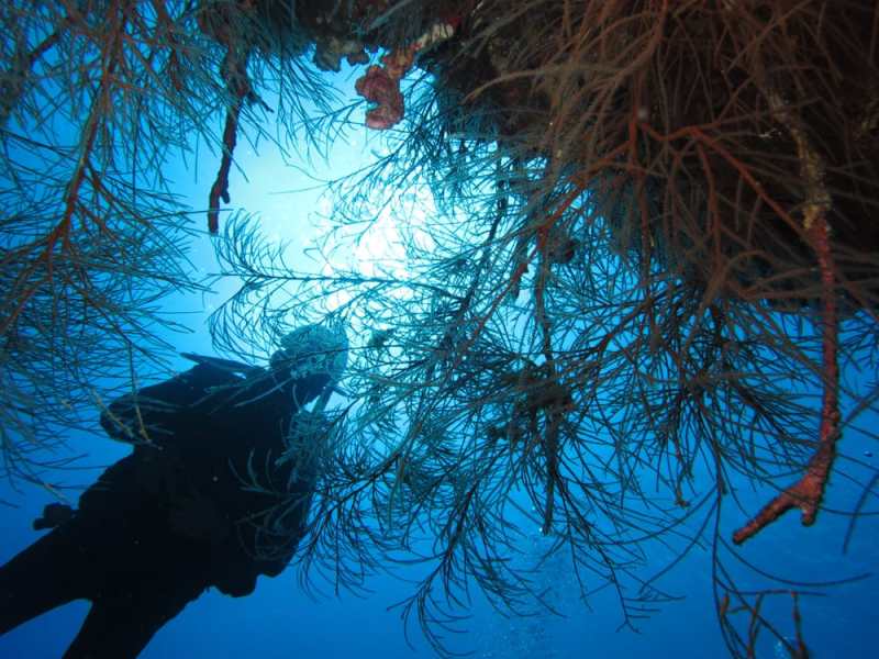 Dive @ Molokini Back Wall