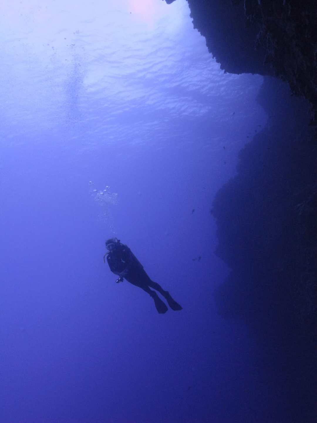 a bird swimming in water
