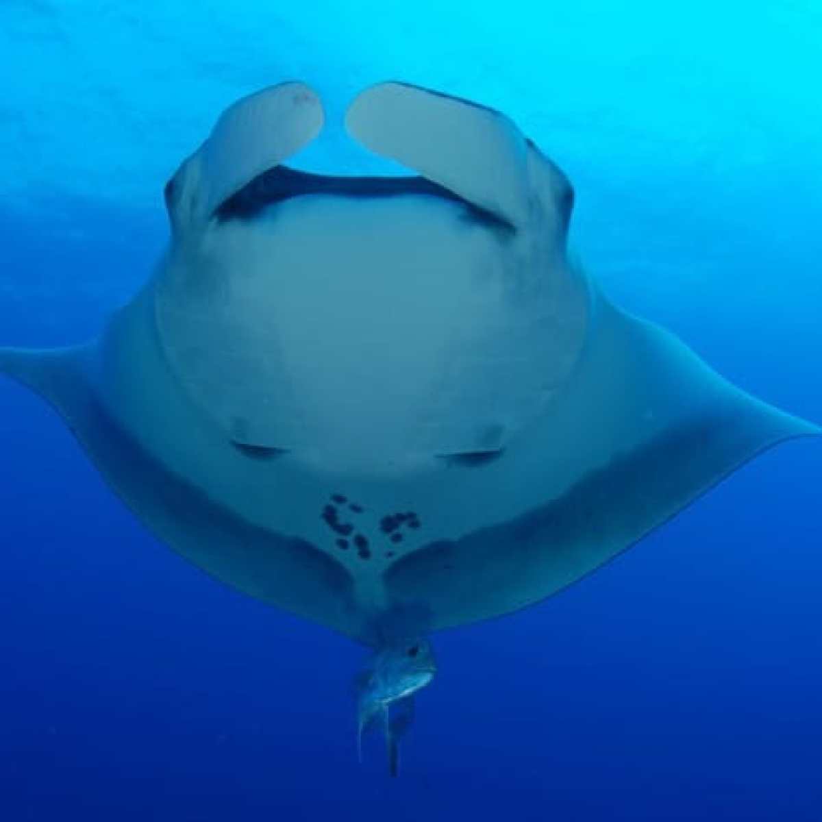 Molokini Reef's End