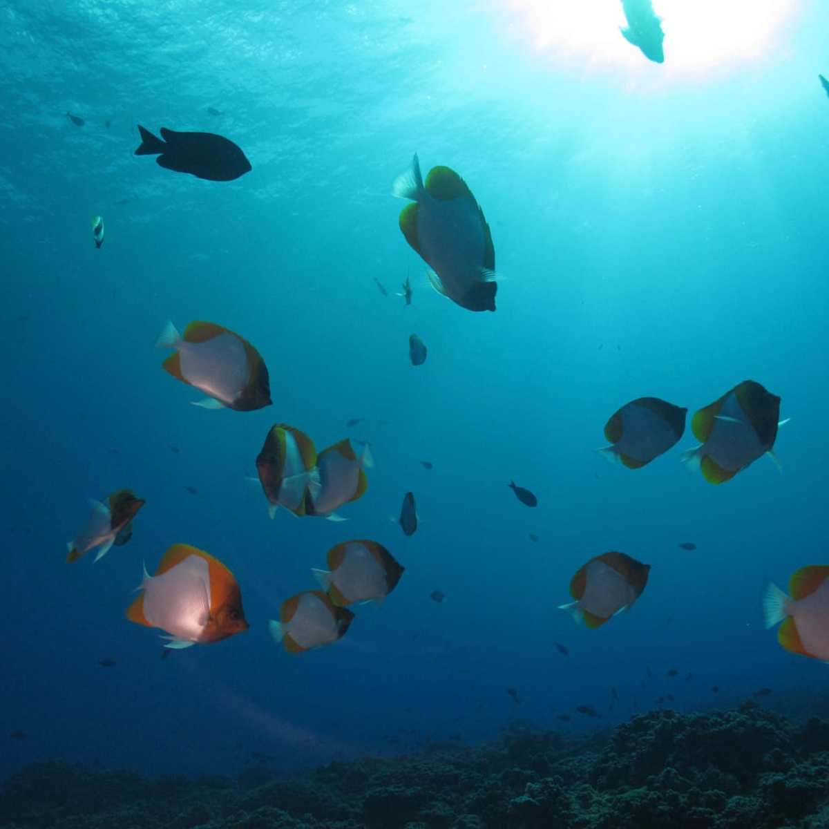 Molokini Mid-Reef