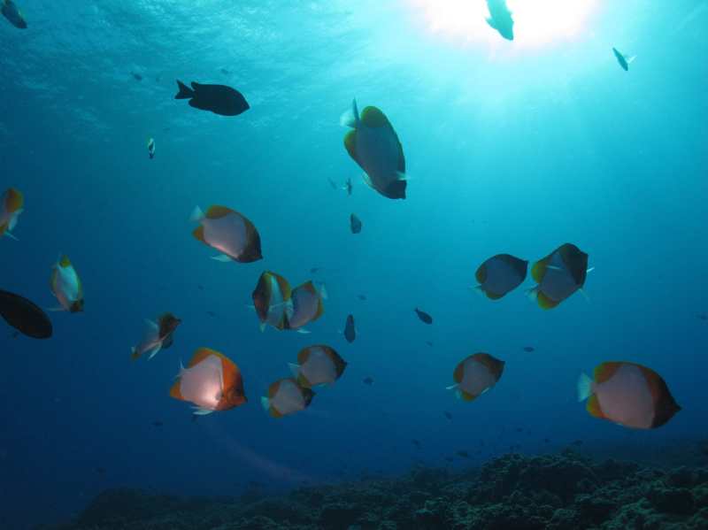 Molokini Mid-Reef