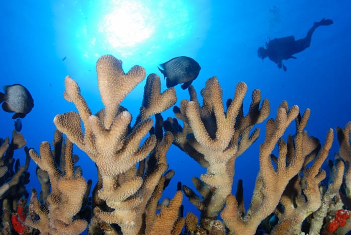 a close up of a coral
