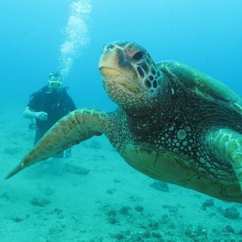 a turtle swimming under water