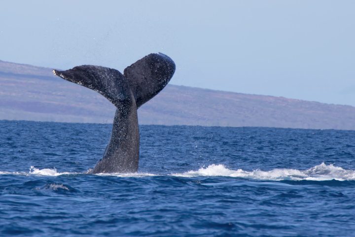 a whale jumping out of the water