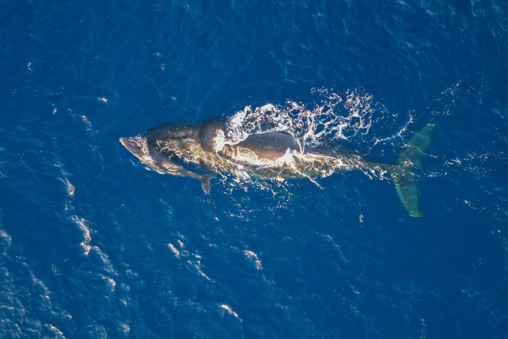 Aerial view of a whale swimming in the ocean with a smaller whale beside it.