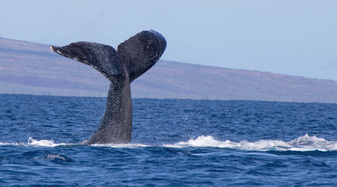 Whale Tail In The Water